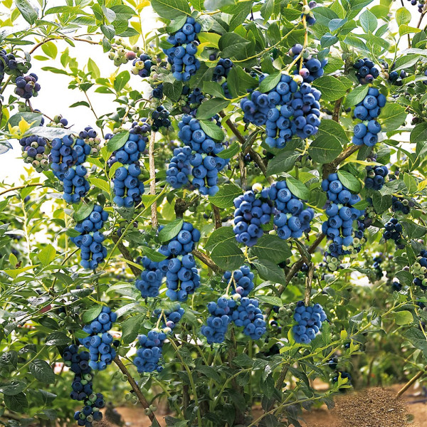 Réka áfonya+10l Garri tőzeg