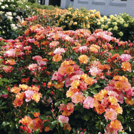 Talajtakaró Jazz rózsa (3)