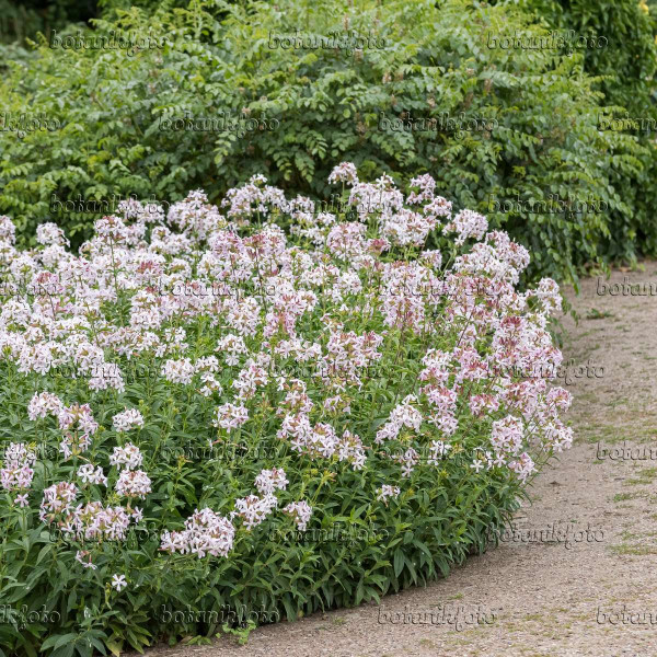 Orvosi szappanfű (3)