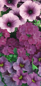 Purple Cleopatra Confetti Garden Trio (4) Kedvezményes