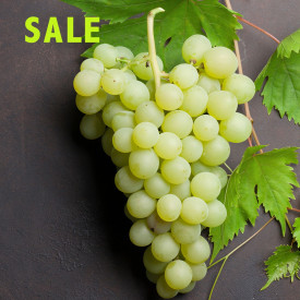 Picurka fehér magnélküli csemegeszőlő