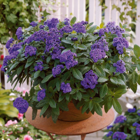 Vaníliafa Heliotrop (3)