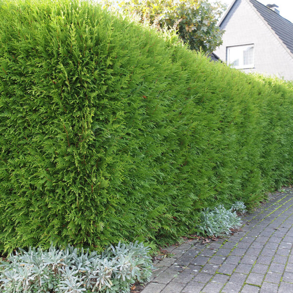 Brabant tuja