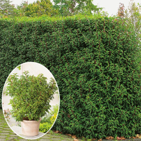 Portugál babérmeggy