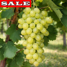 Sába királynője magnélküli csemegeszőlő