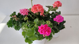 Nagy cserepes állómuskátli vegyes színben