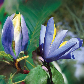 Magnólia Blue Opal
