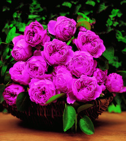 Lucia rózsaszín tearózsa