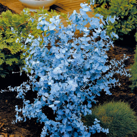 Eukaliptusz bokor
