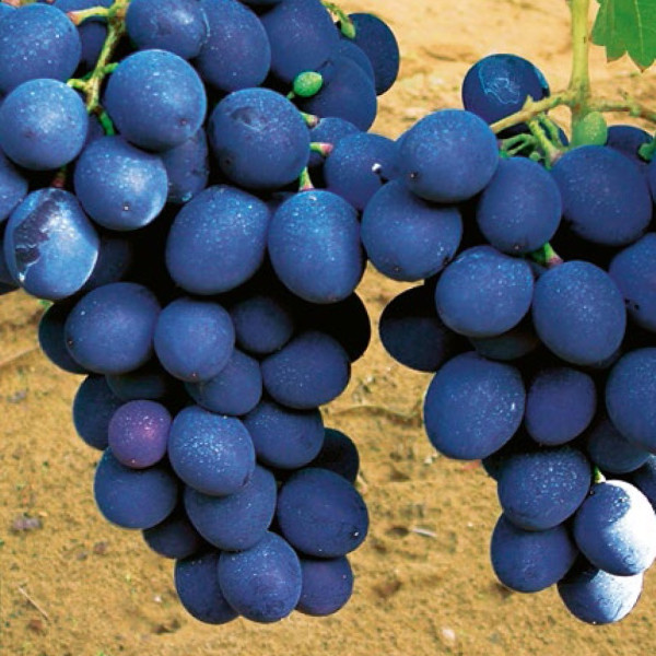 Néró szőlő