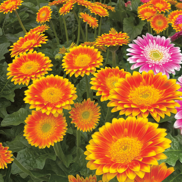 Sweet Blaze gerbera narancssárga/sárga (3)