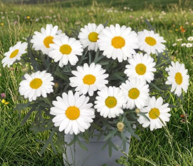 Margarétacserje, fehér