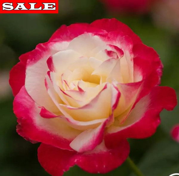 Nostalgie rózsa, konténeres