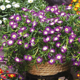 Kristályvirág Violett Wonder (3)