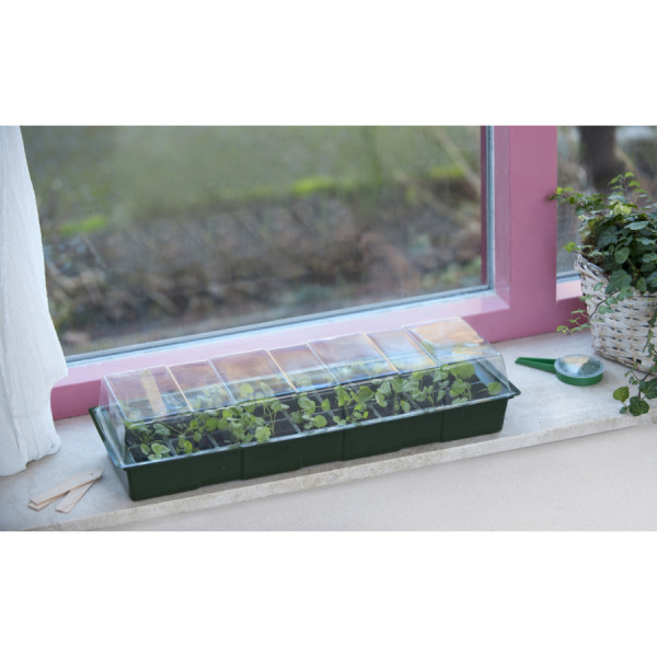 Palántanevelő növényház ablakpárkányba