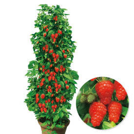 Two Timer Sugana Piros málna (2)