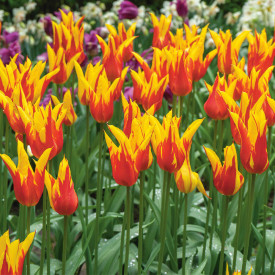 Tulipán Fire Wings (8)