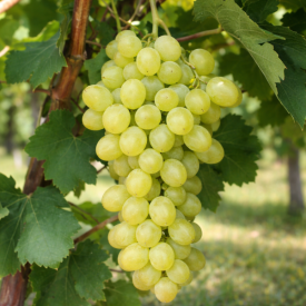 Sába királynője magnélküli csemegeszőlő