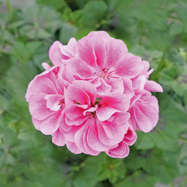 Royal Frosty Pink félfutó muskátli (3)