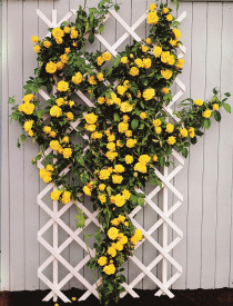 Royal Gold sárga futórózsa