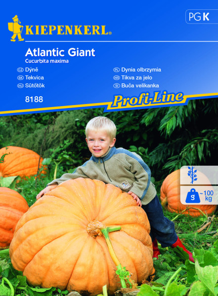 Óriás sütőtök Atlantic Giant (mag)