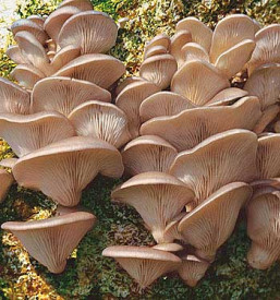 Laskagomba oltóanyag