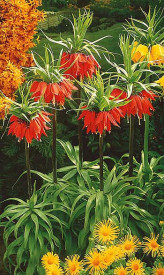 Császárkorona "Rubra" (1)