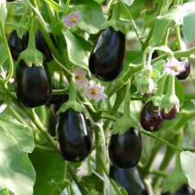 Mini padlizsán AuberGini (2)