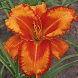 Sásliliom Volcano Queen