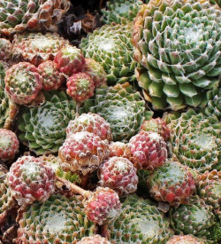 Pókhálós kövirózsa