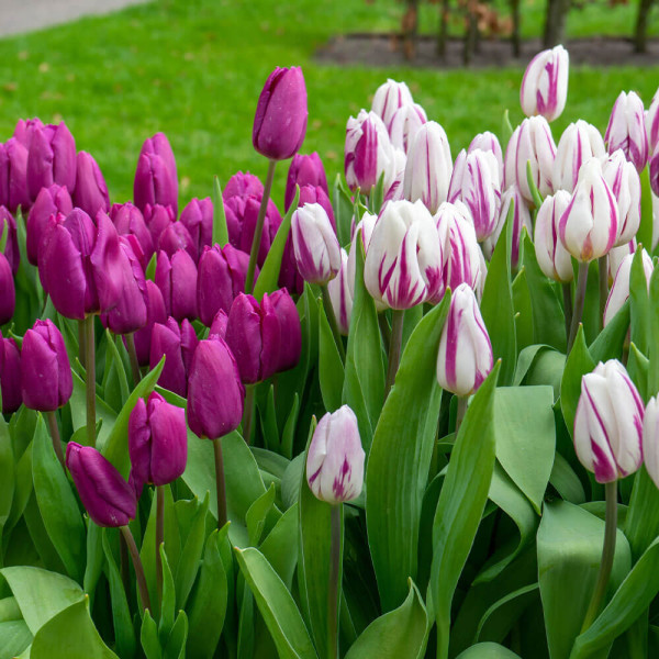 Prince Brothers tulipán (10)