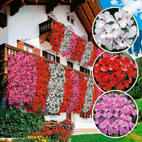 3 piros + 3 fehér + 3 rózsaszín tiroli futómuskátli