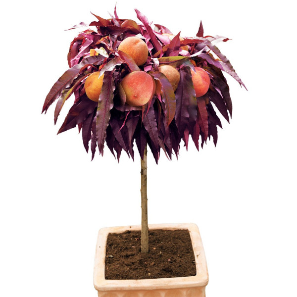 Crimson piros levelű törpe őszibarack