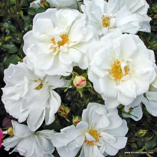 Fehér talajtakaró, ágyásrózsa