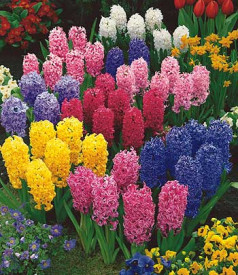 Nagyvirágú nemes jácint (12)