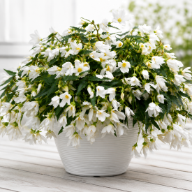 Begonia Beauvilia® fehér (1)