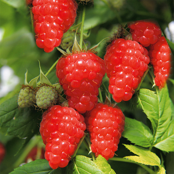 Two Timer Sugana Piros málna (2)