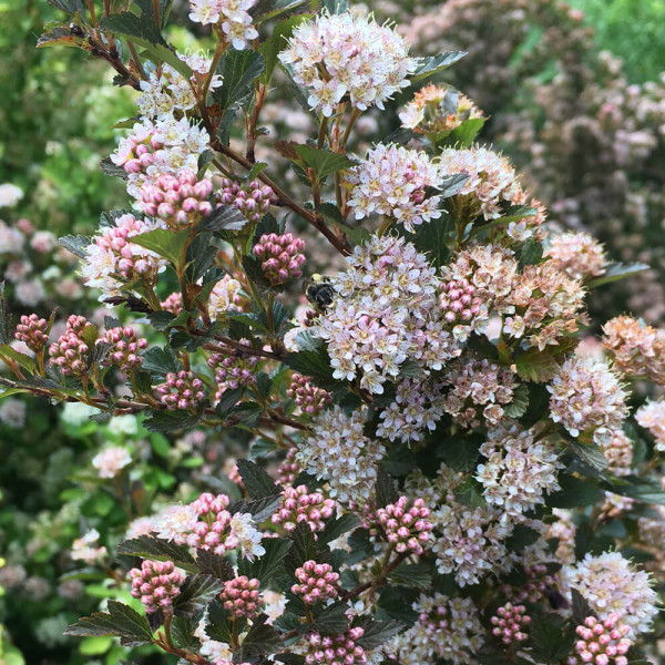 Hólyagvessző 'Sweet Cherry Tea'