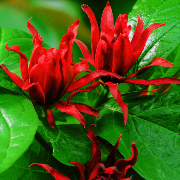 Illatos fűszercserje