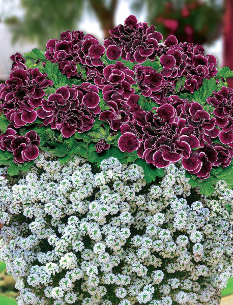 1 Aristo nagy cserepes és 3 Snow Princessin