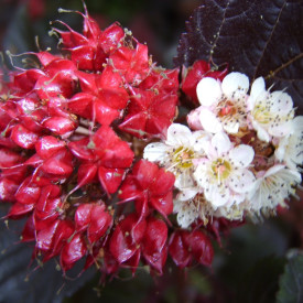 Bordó hólyagvessző