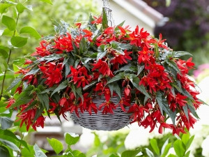 Begónia Beauvilia piros (1)