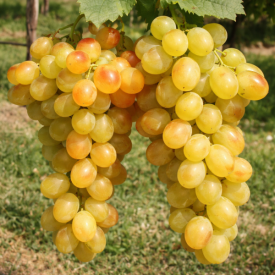 Helikon szépe csemegeszőlő