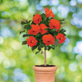 Törzses hibiszkusz tűzpiros