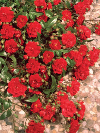 Matador piros talajtakaró rózsa