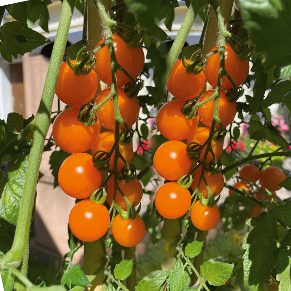 CherryGold F1 sárga koktélparadicsom