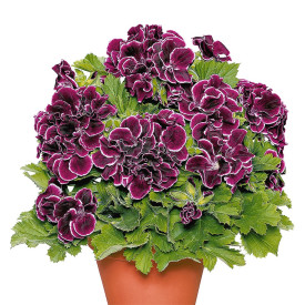 Aristo muskátli Black Beauty nagy cserepes