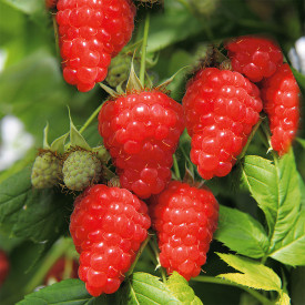 Two Timer Sugana Piros málna (2)