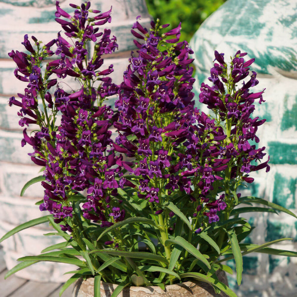 Purple Perfection bugatölcsér (3)