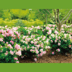 Rhododendron BloomBux nagy méret